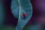 Red shield bug [sumatra_1209]