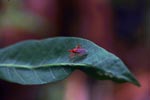 Red shield bug [sumatra_1210]