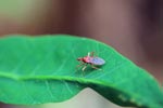 Red shield bug [sumatra_1211]