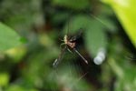 Orb spider eating a dragonfly [sumatra_1218]
