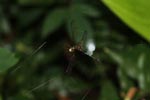 Orb spider eating a dragonfly [sumatra_1220]