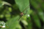 Orb spider eating a dragonfly [sumatra_1224]