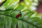 Red insect with giant antennae [sumatra_1230]