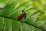 Red insect with giant antennae