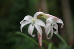 White lily-like flower [sumatra_1234]