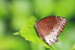 Brown Elymnias panthera tautra butterfly with blue spots