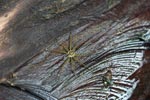 Fishing spider with blue and white markings [sumatra_1246]