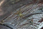 Fishing spider with blue and white markings [sumatra_1248]