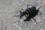 Colorful tiger beetle [sumatra_1293]