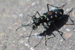 Colorful tiger beetle [sumatra_1296]