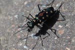 Colorful tiger beetle [sumatra_1299]