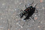 Colorful tiger beetle