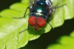 Red-eyed fly [sumatra_1304]