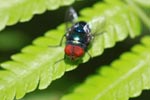 Red-eyed fly [sumatra_1305]