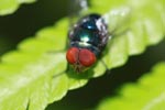 Red-eyed fly [sumatra_1307]