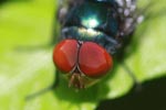Red-eyed fly [sumatra_1310]