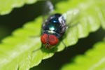 Red-eyed fly [sumatra_1311]