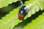 Red-eyed fly [sumatra_1314]