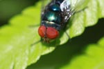 Red-eyed fly [sumatra_1315]