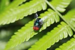 Red-eyed fly [sumatra_1316]