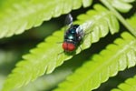Red-eyed fly [sumatra_1317]