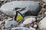 Yellow, black, and white butterfly (Male Appias lyncida hippona)
