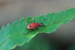 Red shield bug [sumatra_1332]