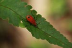 Red shield bug [sumatra_1333]