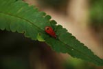 Red shield bug [sumatra_1334]