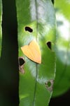 Yellow-orange moth