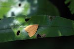 Yellow-orange moth [sumatra_1339]