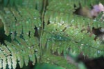 Katydid camouflaged to resemble bird droppings on a fern [sumatra_1342]