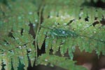 Katydid camouflaged to resemble bird droppings on a fern [sumatra_1343]