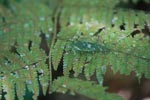 Katydid camouflaged to resemble bird droppings on a fern