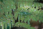 Katydid camouflaged to resemble bird droppings on a fern [sumatra_1345]