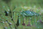 Katydid camouflaged to resemble bird droppings on a fern [sumatra_1346]