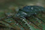 Katydid camouflaged to resemble bird droppings on a fern [sumatra_1351]