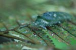 Katydid camouflaged to resemble bird droppings on a fern [sumatra_1352]