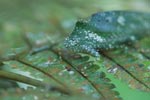 Katydid camouflaged to resemble bird droppings on a fern [sumatra_1353]