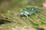 Katydid camouflaged to resemble bird droppings on a fern [sumatra_1355]