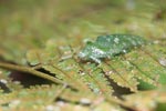 Katydid camouflaged to resemble bird droppings on a fern [sumatra_1357]