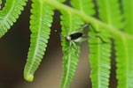 Black and green-white cricket [sumatra_1361]