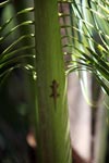 Gecko on a palm fron [sumatra_1370]