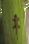 Gecko on a palm fron