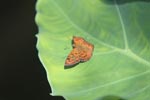 Fulvous Pied Flat butterfly (Pseudocoladenia dan) - Orange butterfly
