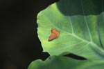 Fulvous Pied Flat butterfly (Pseudocoladenia dan) - Orange butterfly [sumatra_1376]