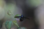 Giant black bumblebee [sumatra_1378]