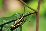 Yellow and black grasshopper [sumatra_1379]