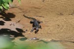 Water monitor lizard in Sumatra