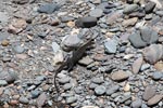 Water monitor lizard walking on river rocks
